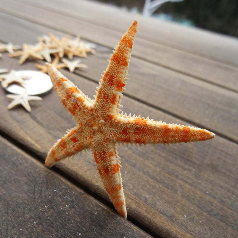 LGEGE 12 Extra Large Size Starfish - Tan Flat Sea Stars (3.3" - 4.3" / 85-110 mm), Beach Crafts, Wedding Invitations - Image 5